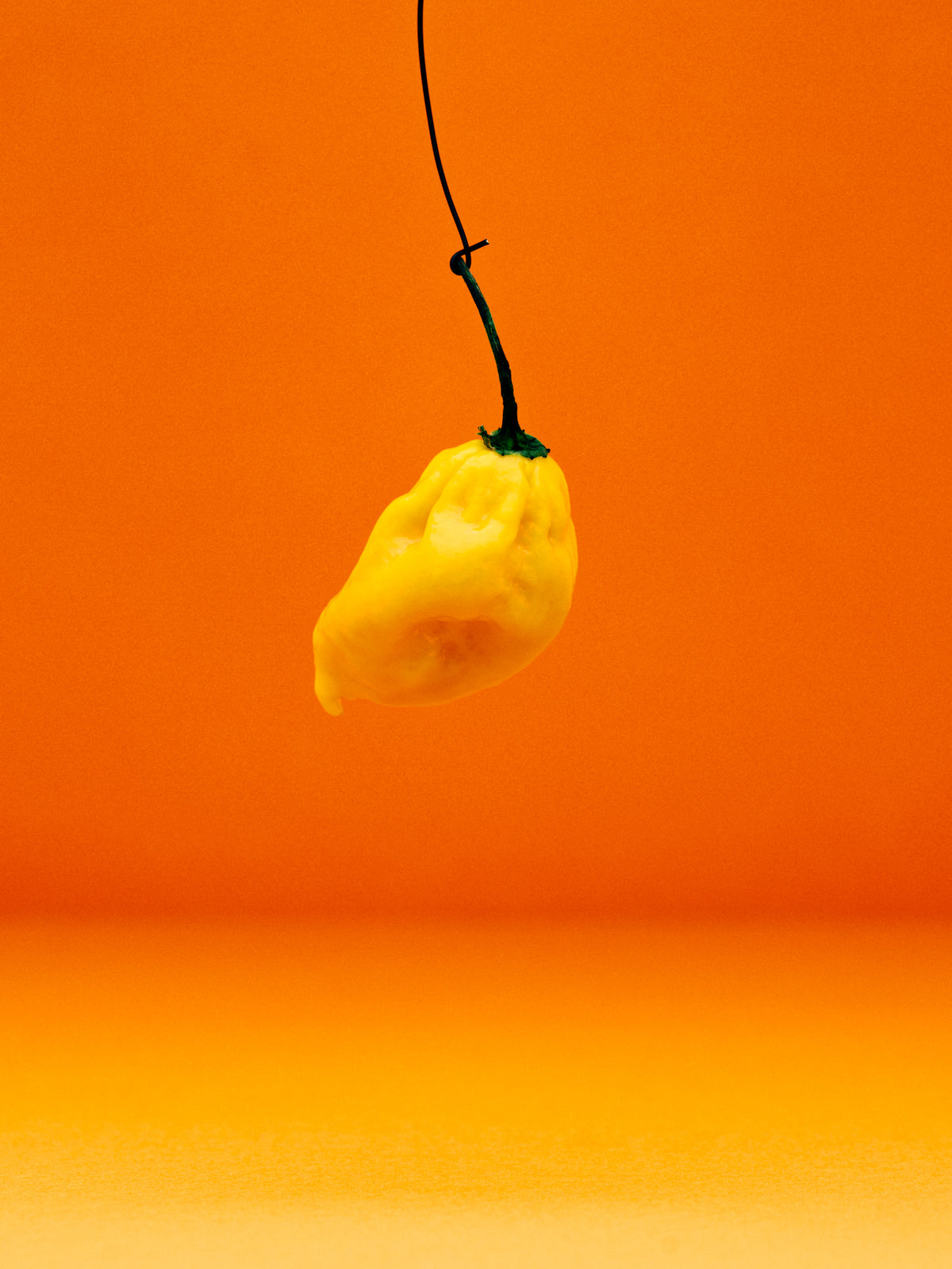 Gul habanero som henger i en tråd, mot oransje bakgrunn